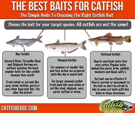 chanel catfish bait|best baits for channel catfish.